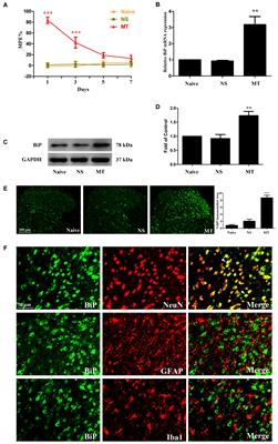 Endoplasmic Reticulum Stress in Spinal Cord Contributes to the Development of Morphine Tolerance